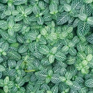 Meet your Posher, Ava